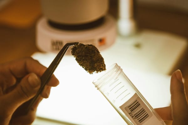 "Does Cannabis Actually Help With Chronic Pain?" What 2026 Clinical Data Really Shows